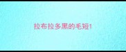 拉布拉多黑的毛短