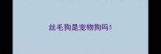 丝毛狗是宠物狗吗