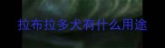 拉布拉多犬有什么用途