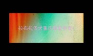拉布拉多犬重庆哪里有卖