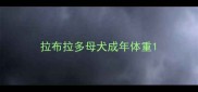 拉布拉多母犬成年体重
