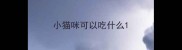 小猫咪可以吃什么