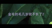 金毛的毛几岁就不长了