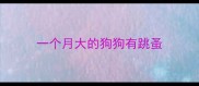 一个月大的狗狗有跳蚤