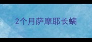 2个月萨摩耶长螨