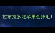 拉布拉多吃苹果会掉毛