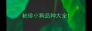 袖珍小狗品种大全
