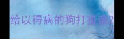 给以得病的狗打疫苗