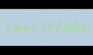 孔雀鱼几个月长成成鱼