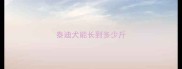 泰迪犬能长到多少斤