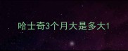 哈士奇3个月大是多大