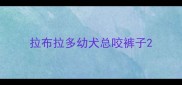拉布拉多幼犬总咬裤子