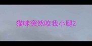 猫咪突然咬我小腿