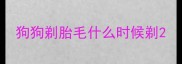 狗狗剃胎毛什么时候剃