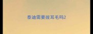 泰迪需要拔耳毛吗