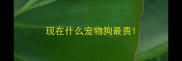 现在什么宠物狗最贵