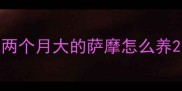 两个月大的萨摩怎么养