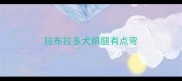 拉布拉多犬前腿有点弯