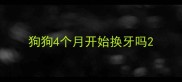 狗狗4个月开始换牙吗