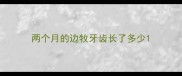 两个月的边牧牙齿长了多少