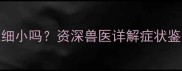 边牧吐狗粮是细小吗资深兽医详解症状鉴别与应对措施