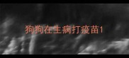 狗狗在生病打疫苗
