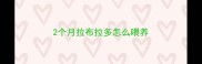 2个月拉布拉多怎么喂养
