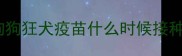 狗狗狂犬疫苗什么时候接种