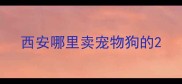 西安哪里卖宠物狗的