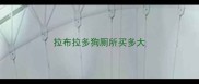 拉布拉多狗厕所买多大