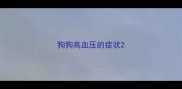 狗狗高血压的症状