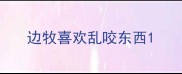 边牧喜欢乱咬东西