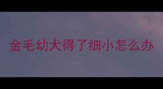 金毛幼犬得了细小怎么办