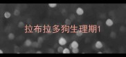 拉布拉多狗生理期