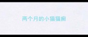 两个月的小猫猫癣