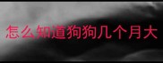 怎么知道狗狗几个月大