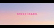 狗狗疫苗怎么样看真假