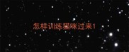 怎样训练猫咪过来