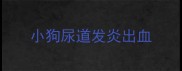 小狗尿道发炎出血