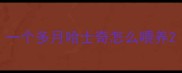 一个多月哈士奇怎么喂养