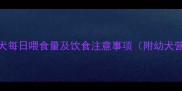 8个月泰迪犬每日喂食量及饮食注意事项附幼犬营养指南