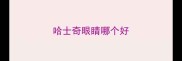 哈士奇眼睛哪个好