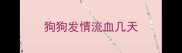 狗狗发情流血几天