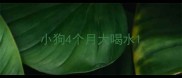 小狗4个月大喝水