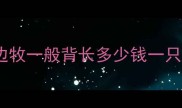 边牧一般背长多少钱一只
