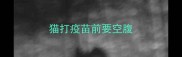 猫打疫苗前要空腹