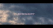 拉布拉多体重100斤
