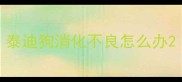 泰迪狗消化不良怎么办