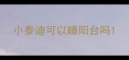 小泰迪可以睡阳台吗