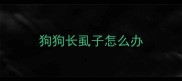狗狗长虱子怎么办